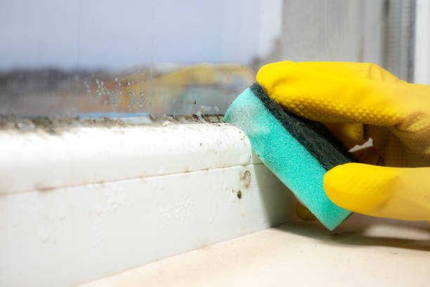 Why You Should Choose Our Mold Remediation Services in Angola, NY